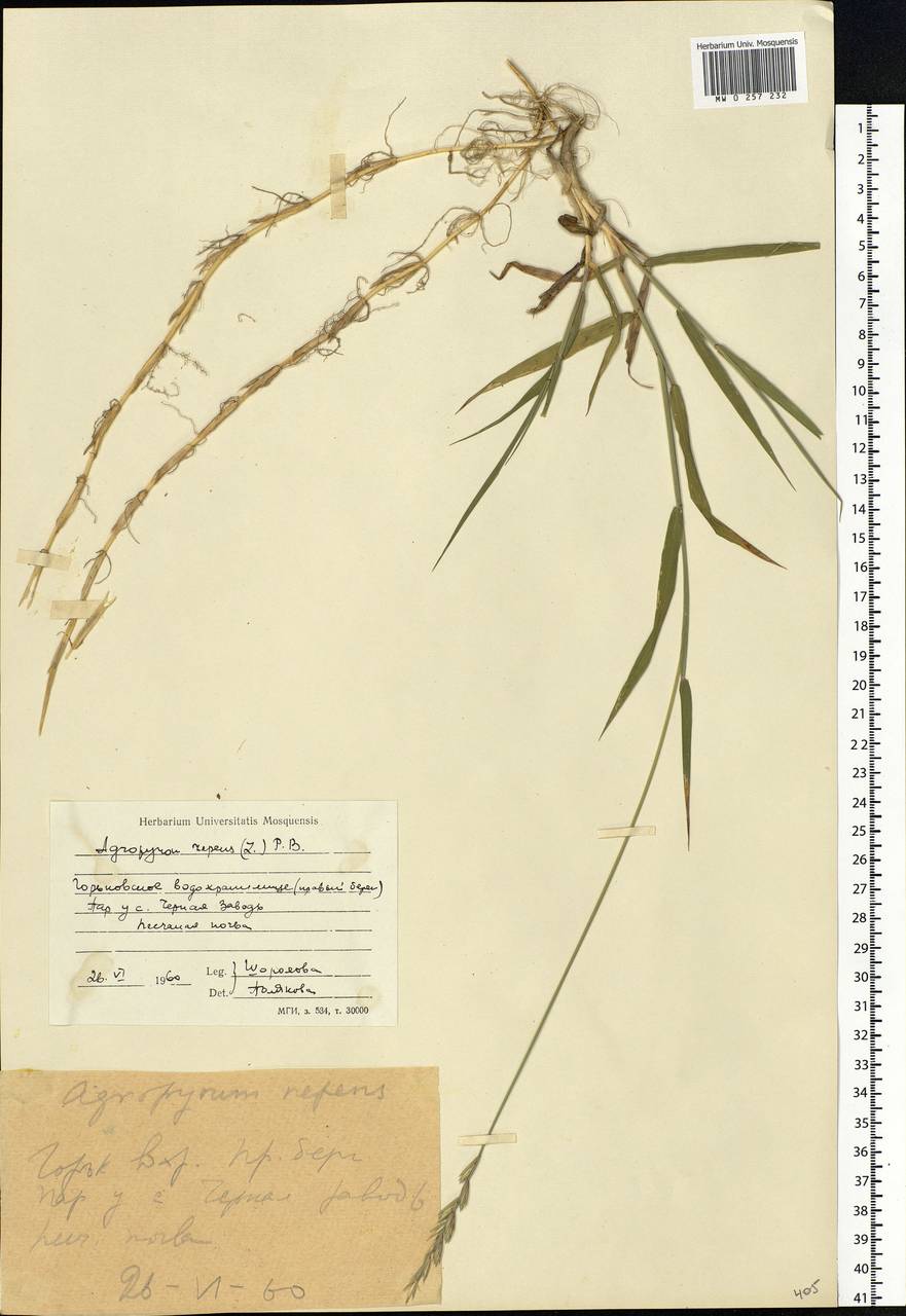 Пырейник ползучий (L.) Gould, Восточная Европа, Центральный лесной район (E5) (Россия)