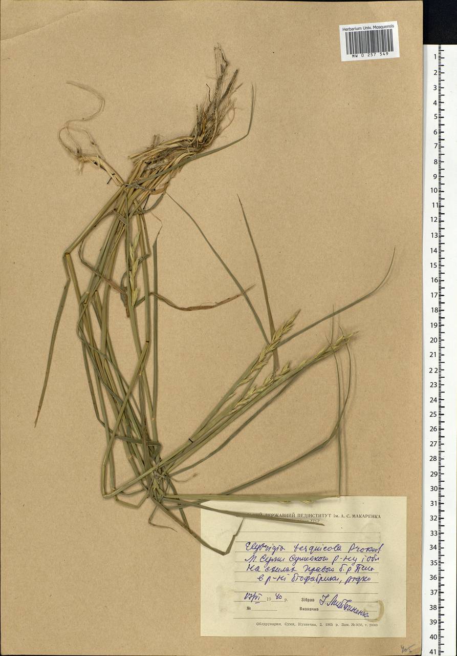 Thinoelymus mucronatus (Opiz) Banfi, Восточная Европа, Северо-Украинский район (E11) (Украина)