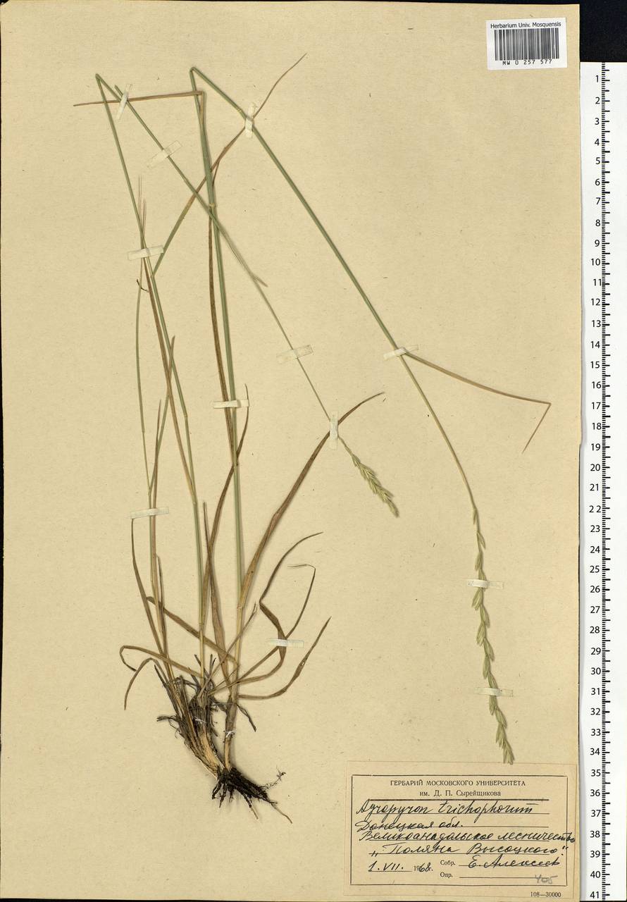 Thinopyrum intermedium subsp. intermedium, Восточная Европа, Южно-Украинский район (E12) (Украина)