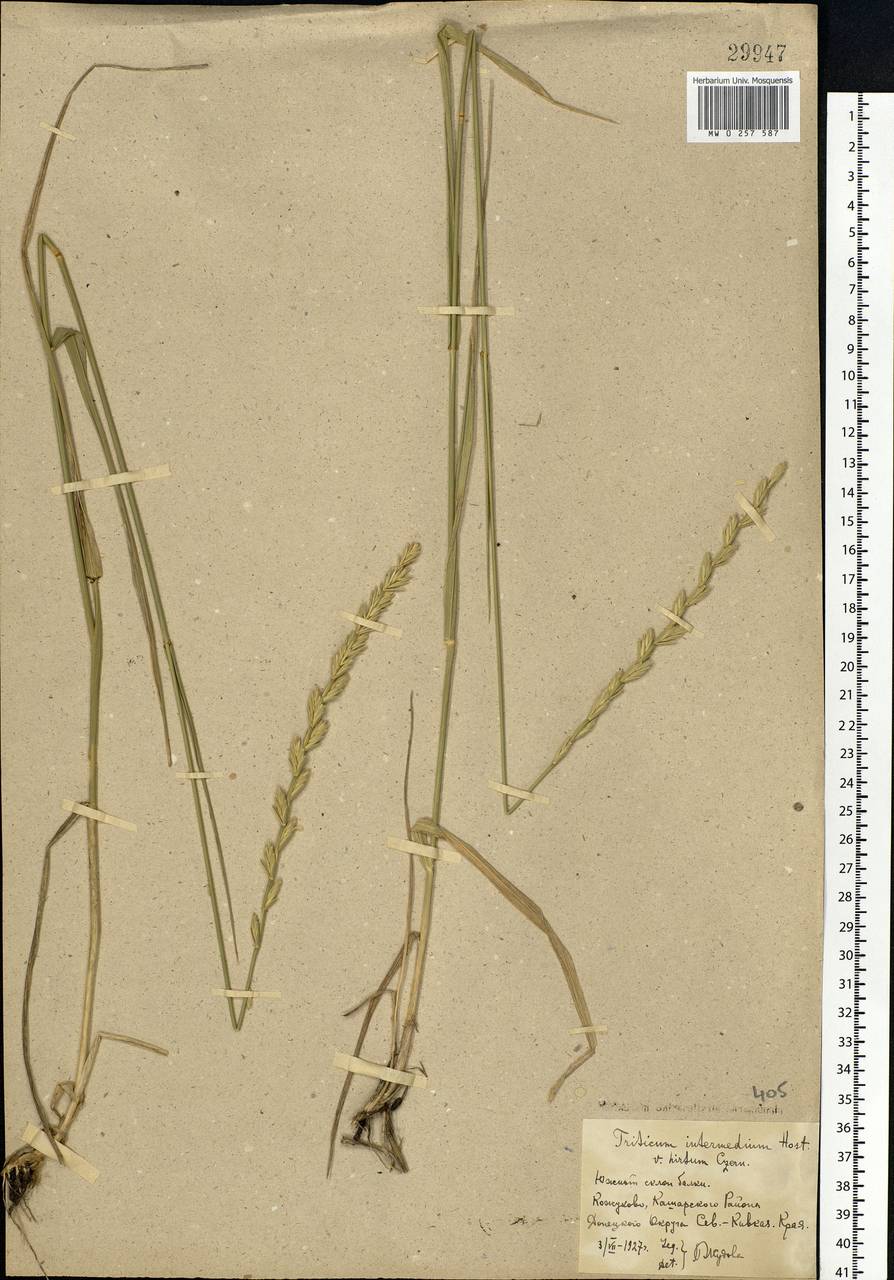 Thinopyrum intermedium subsp. intermedium, Восточная Европа, Ростовская область (E12a) (Россия)