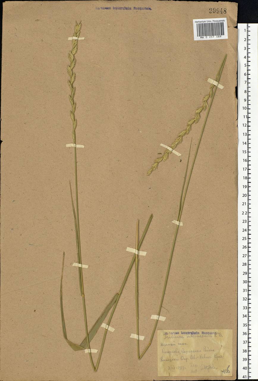 Thinopyrum intermedium subsp. intermedium, Восточная Европа, Ростовская область (E12a) (Россия)