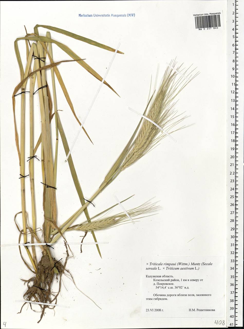 × Triticosecale rimpaui (M.Graebn.) Wittm. ex A.W.Hill, Восточная Европа, Центральный район (E4) (Россия)