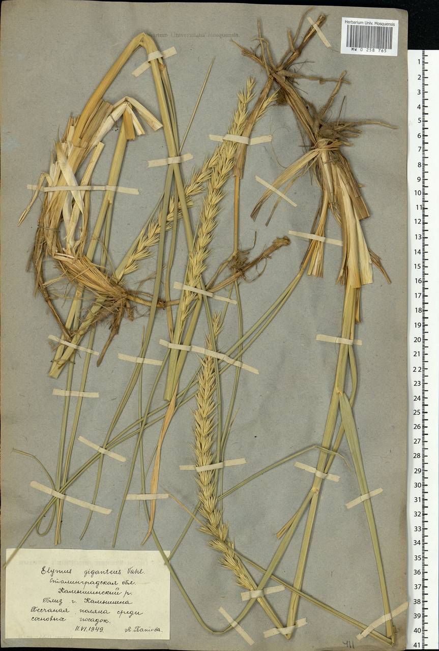 Волоснец кистистый, Колосняк кистистый (Lam.) Tzvelev, Восточная Европа, Нижневолжский район (E9) (Россия)
