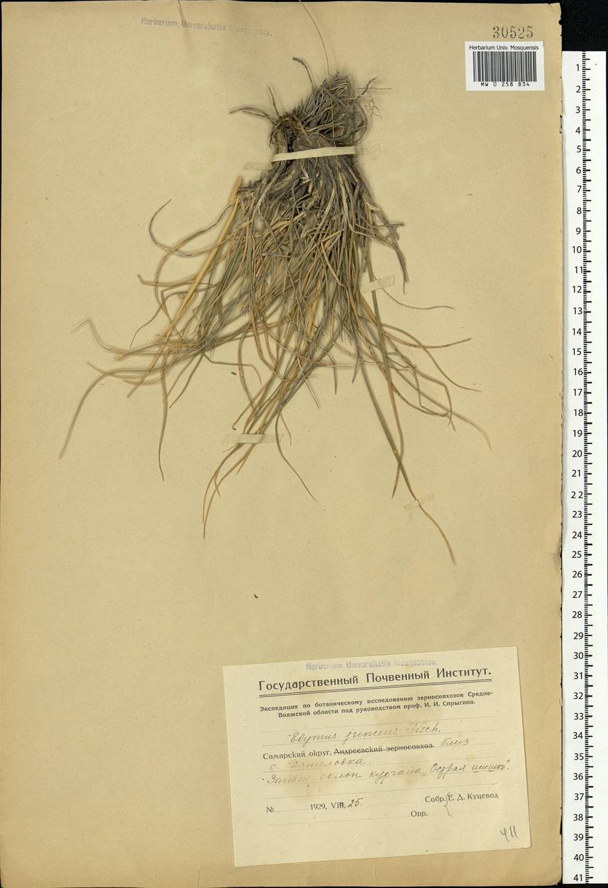 Ломкоколосник ситниковый (Fisch.) Nevski, Восточная Европа, Средневолжский район (E8) (Россия)