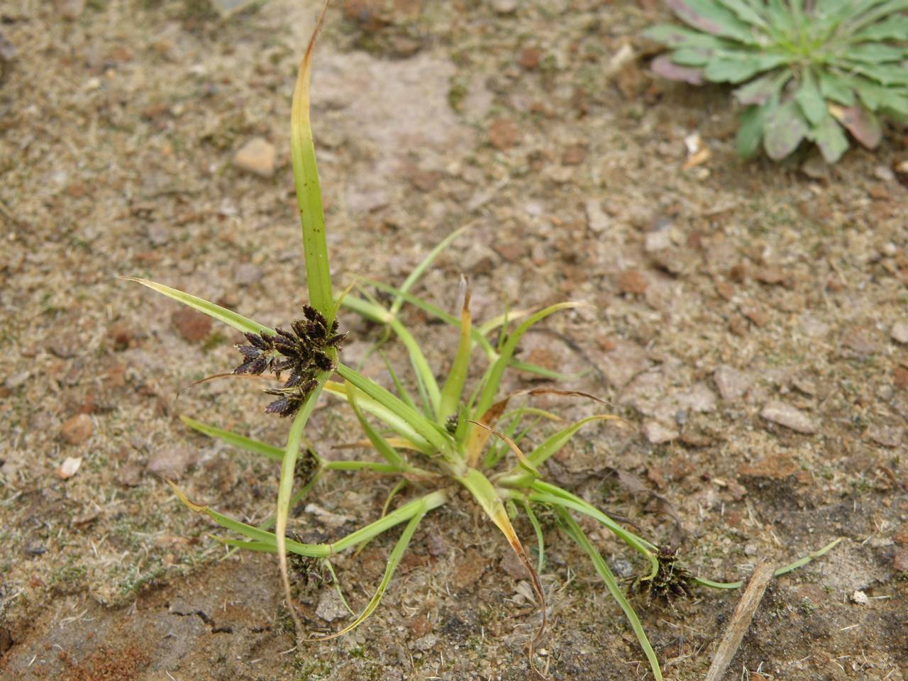 Cyperus fuscus l. - сыть чёрно-бурая