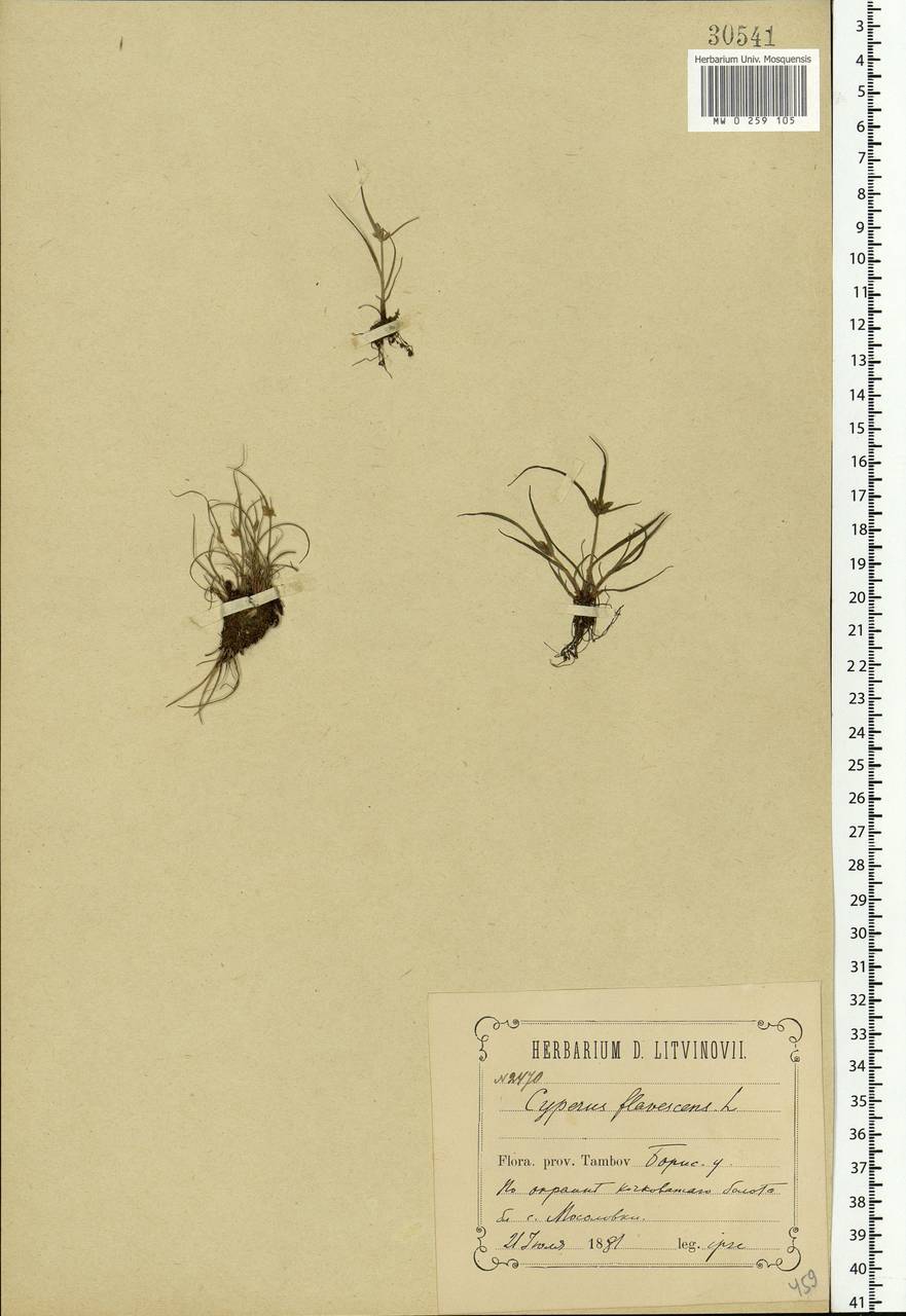 Cyperus flavescens L., Восточная Европа, Центральный лесостепной район (E6) (Россия)