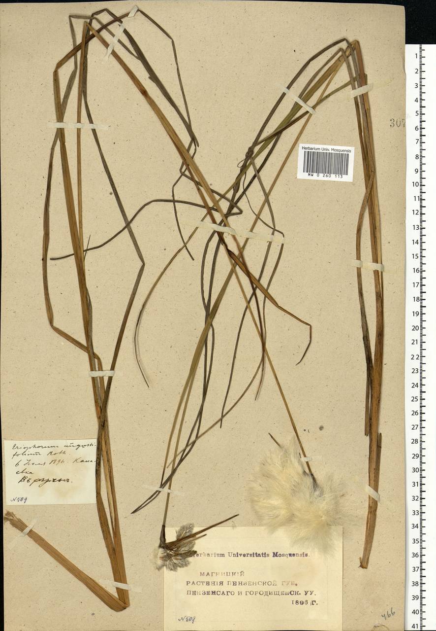 Пушица узколистная, Пушица многоколосковая Honck., Восточная Европа, Средневолжский район (E8) (Россия)