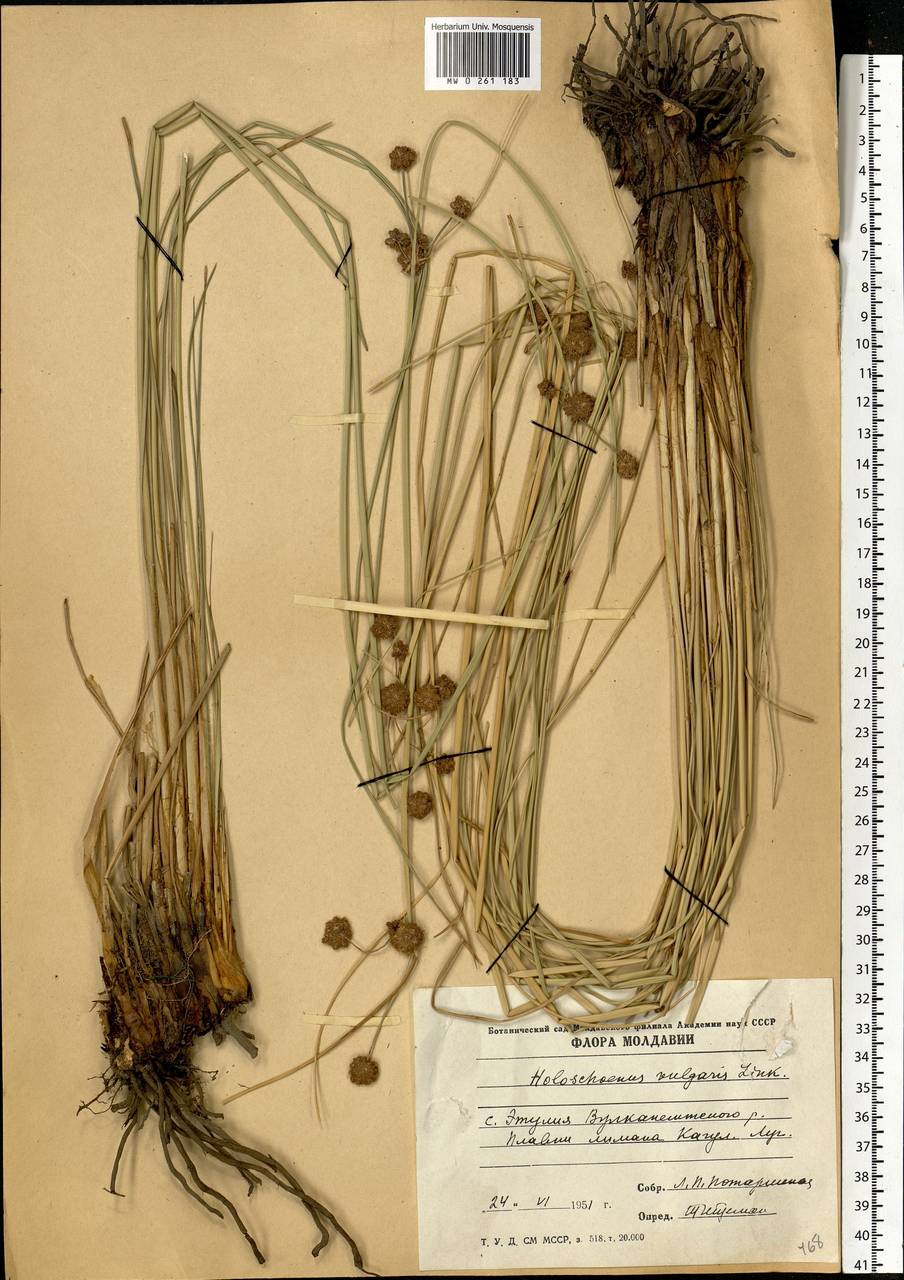 Камышевидник обыкновенный, Сцирпоидес обыкновенный (L.) Soják, Восточная Европа, Молдавия (E13a) (Молдавия)