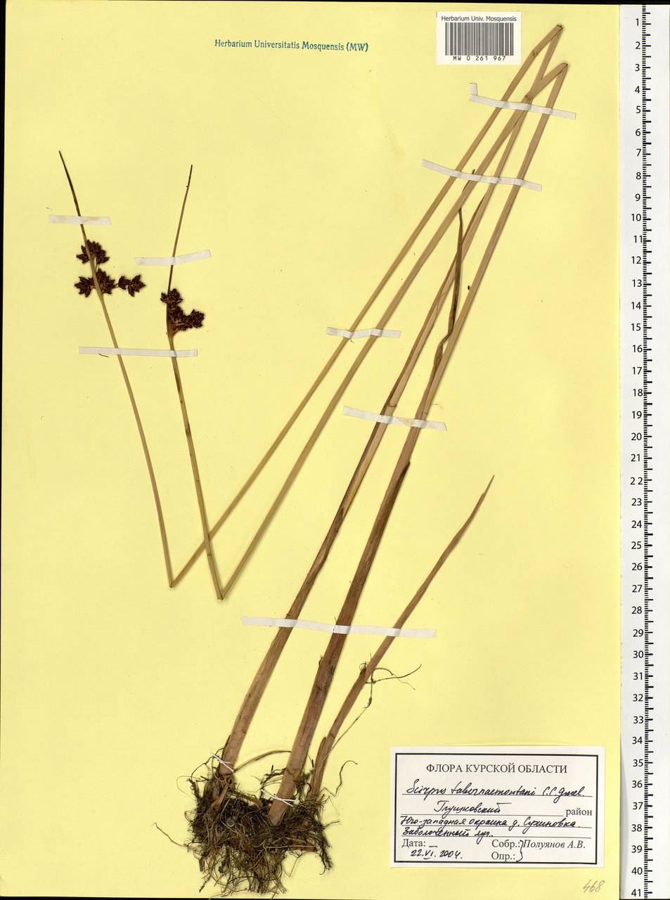 Схеноплектус Табернемонтана (C.C.Gmel.) Palla, Восточная Европа, Центральный лесостепной район (E6) (Россия)