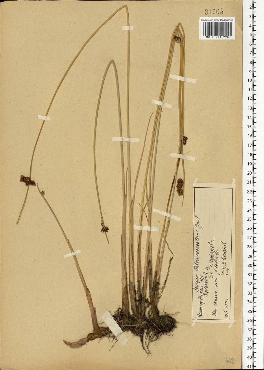 Схеноплектус Табернемонтана (C.C.Gmel.) Palla, Восточная Европа, Волжско-Камский район (E7) (Россия)