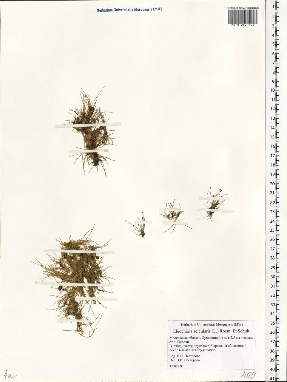 Болотница игольчатая (L.) Roem. & Schult., Восточная Европа, Московская область и Москва (E4a) (Россия)