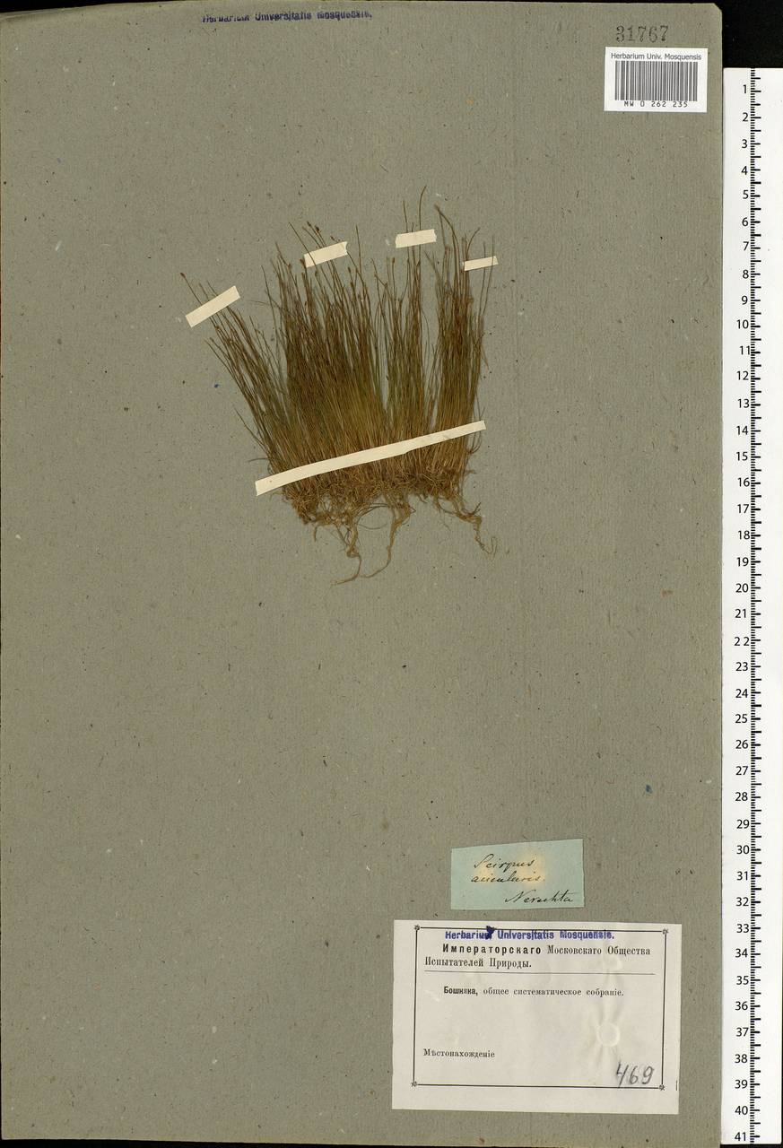 Болотница игольчатая (L.) Roem. & Schult., Восточная Европа, Центральный лесной район (E5) (Россия)