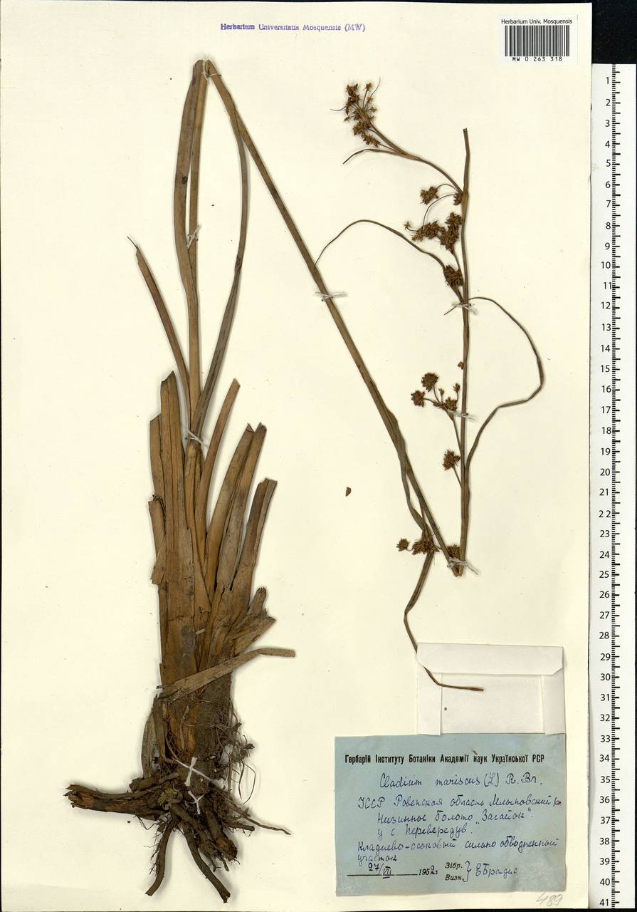 Cladium mariscus (l.) Pohl (меч-трава обыкновенная),