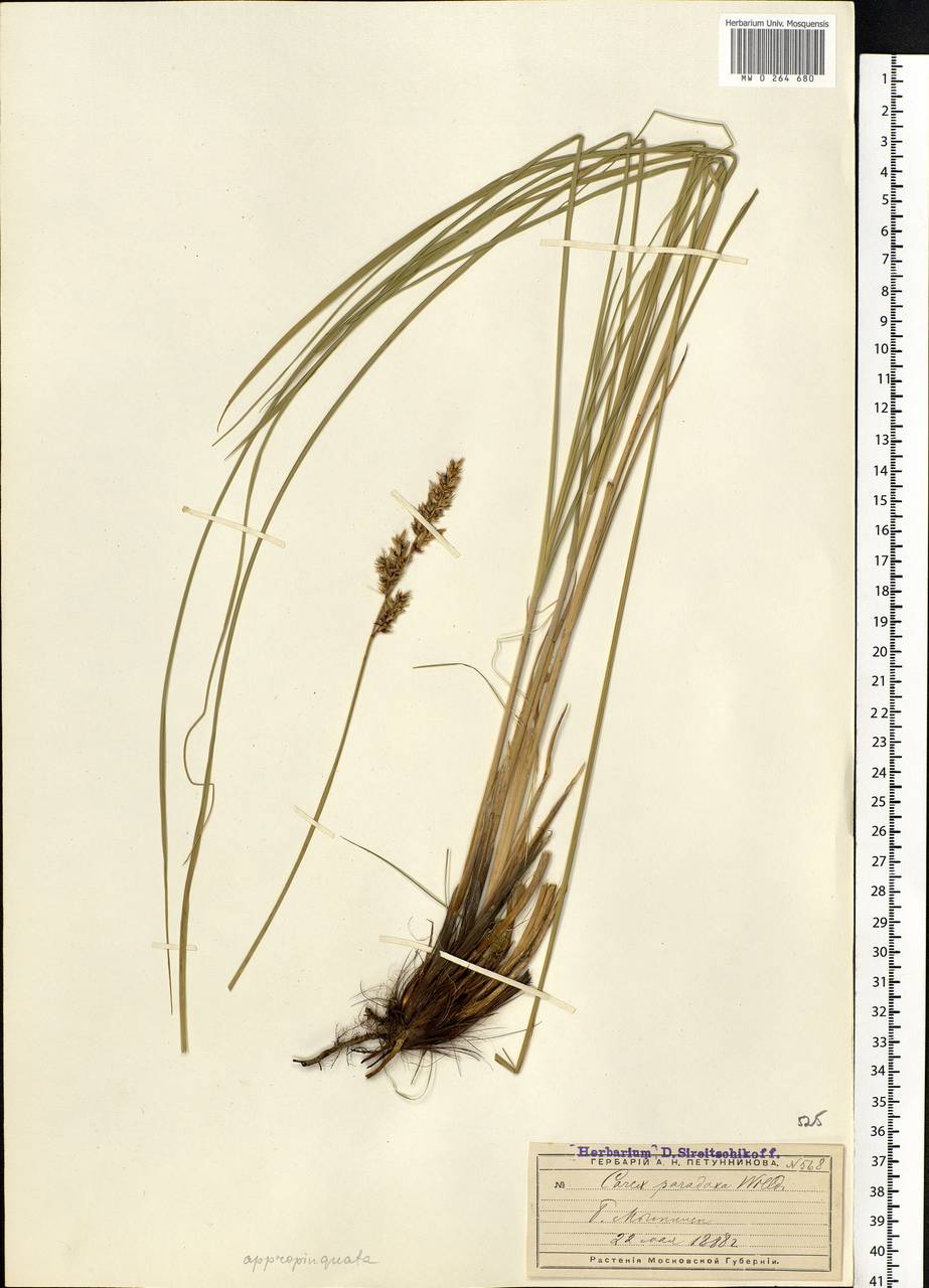 Carex physodes рисунок