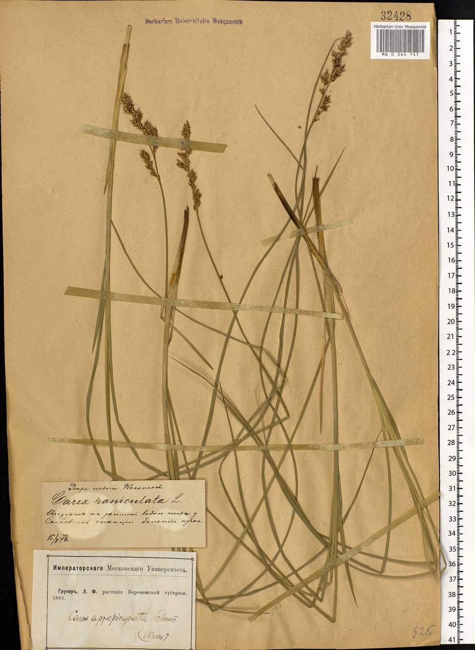 Осока сближенная Schumach., Восточная Европа, Центральный лесостепной район (E6) (Россия)