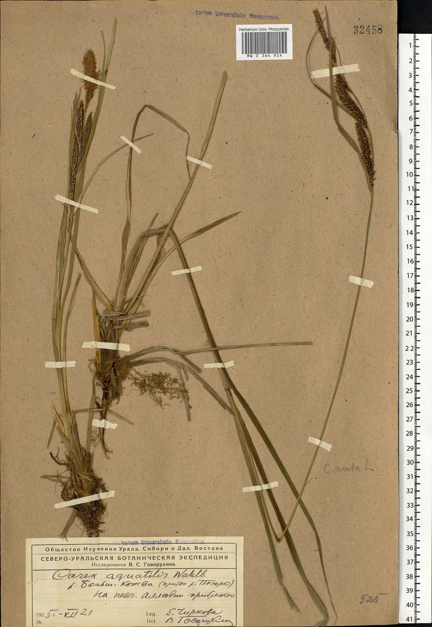 Осока водяная Wahlenb., Восточная Европа, Северный район (E1) (Россия)