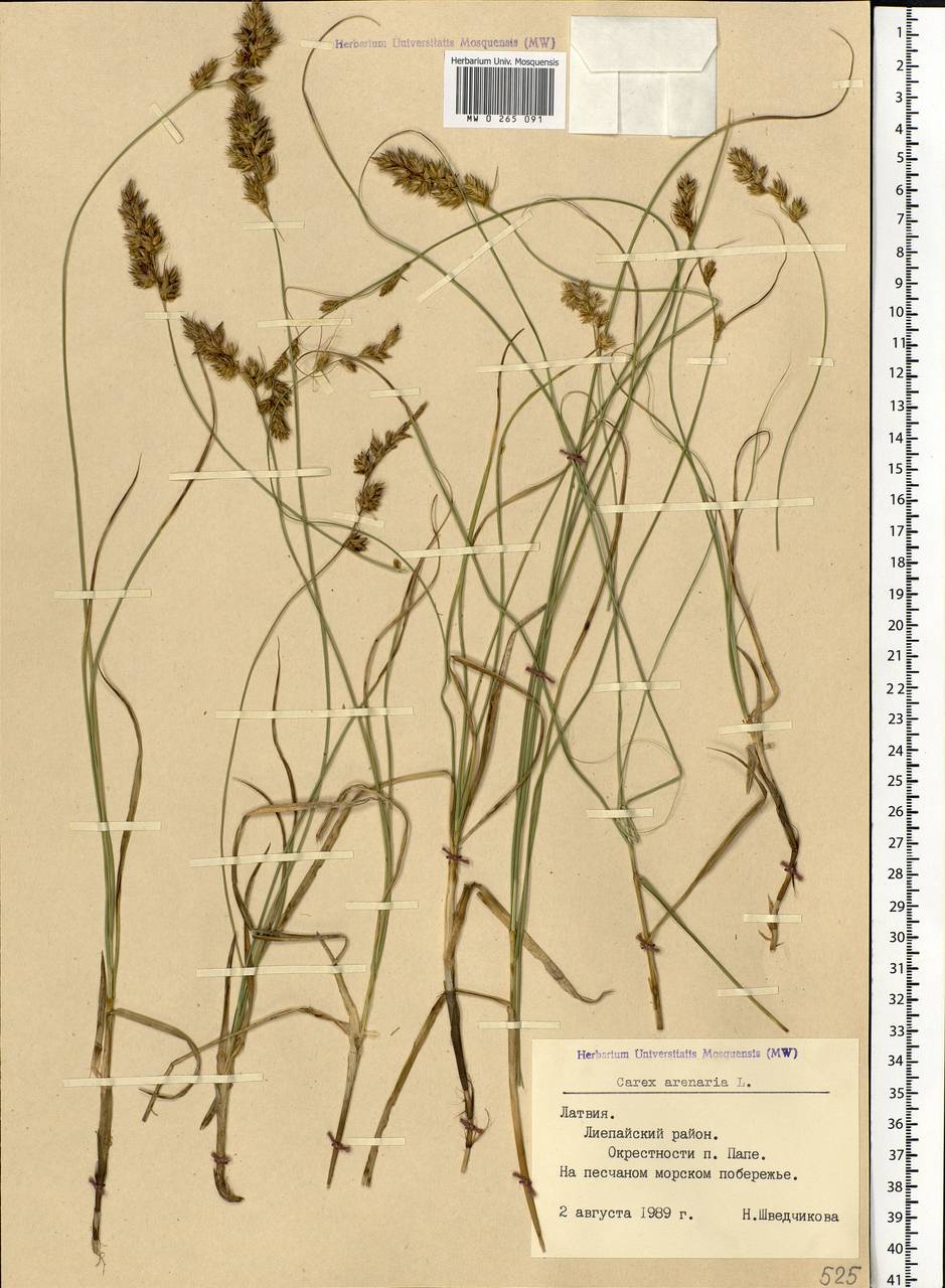 Осока песчаная L., Восточная Европа, Латвия (E2b) (Латвия)