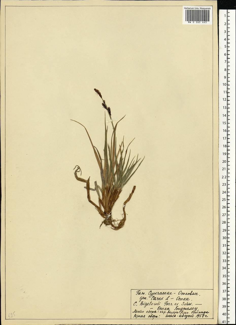 Осока Бигелоу Torr. ex Schwein., Восточная Европа, Северный район (E1) (Россия)
