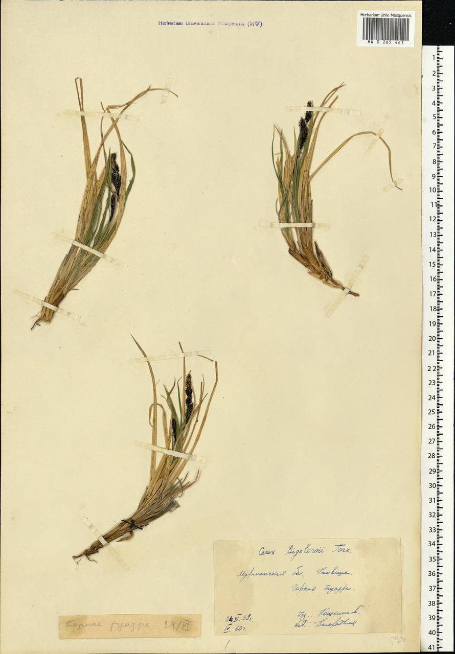 Осока Бигелоу Torr. ex Schwein., Восточная Европа, Северный район (E1) (Россия)