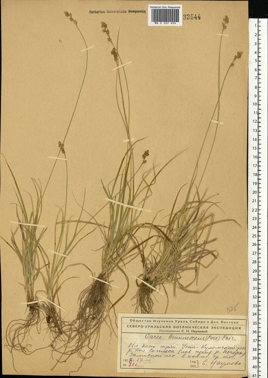 Осока буреющая, Осока буроватая (Pers.) Poir., Восточная Европа, Северный район (E1) (Россия)