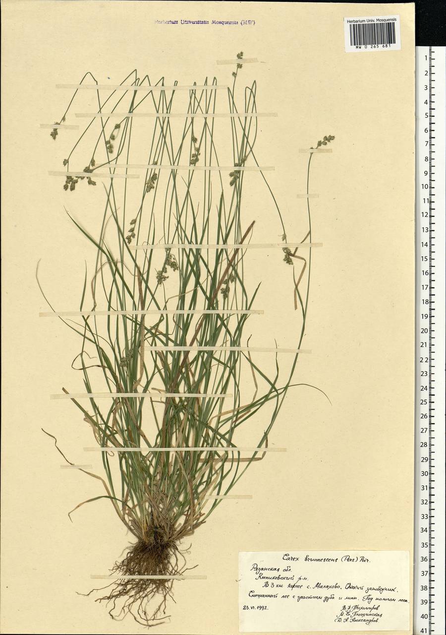 Осока буреющая, Осока буроватая (Pers.) Poir., Восточная Европа, Центральный район (E4) (Россия)