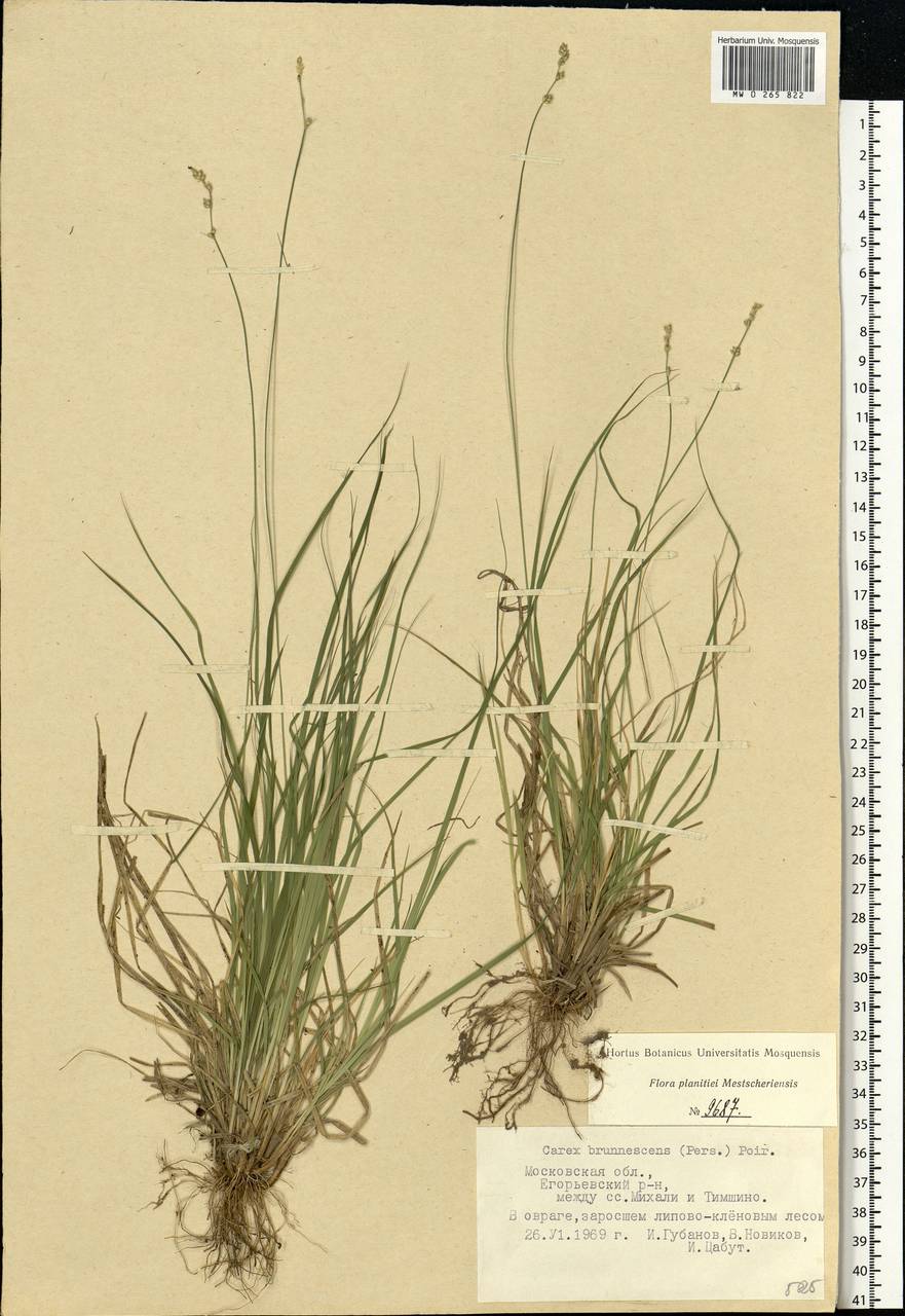 Осока буреющая, Осока буроватая (Pers.) Poir., Восточная Европа, Московская область и Москва (E4a) (Россия)