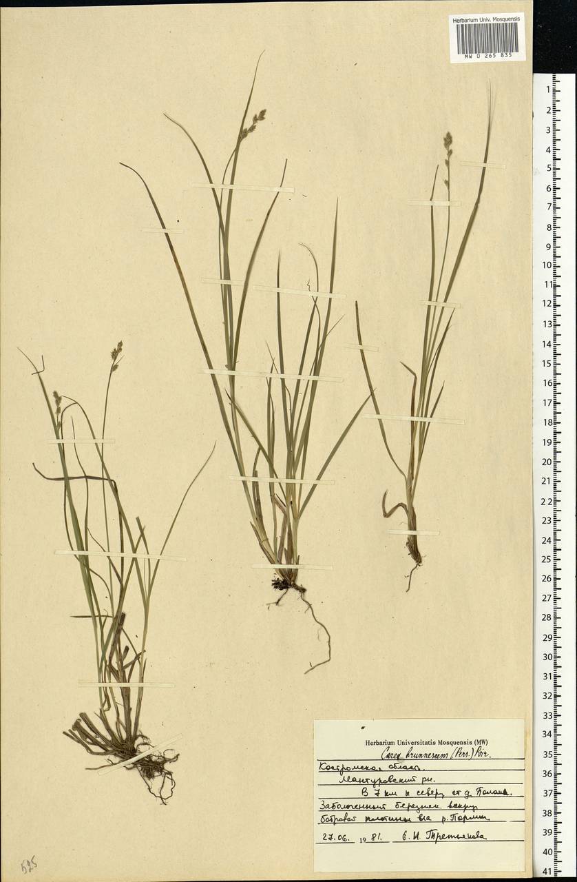 Осока буреющая, Осока буроватая (Pers.) Poir., Восточная Европа, Центральный лесной район (E5) (Россия)