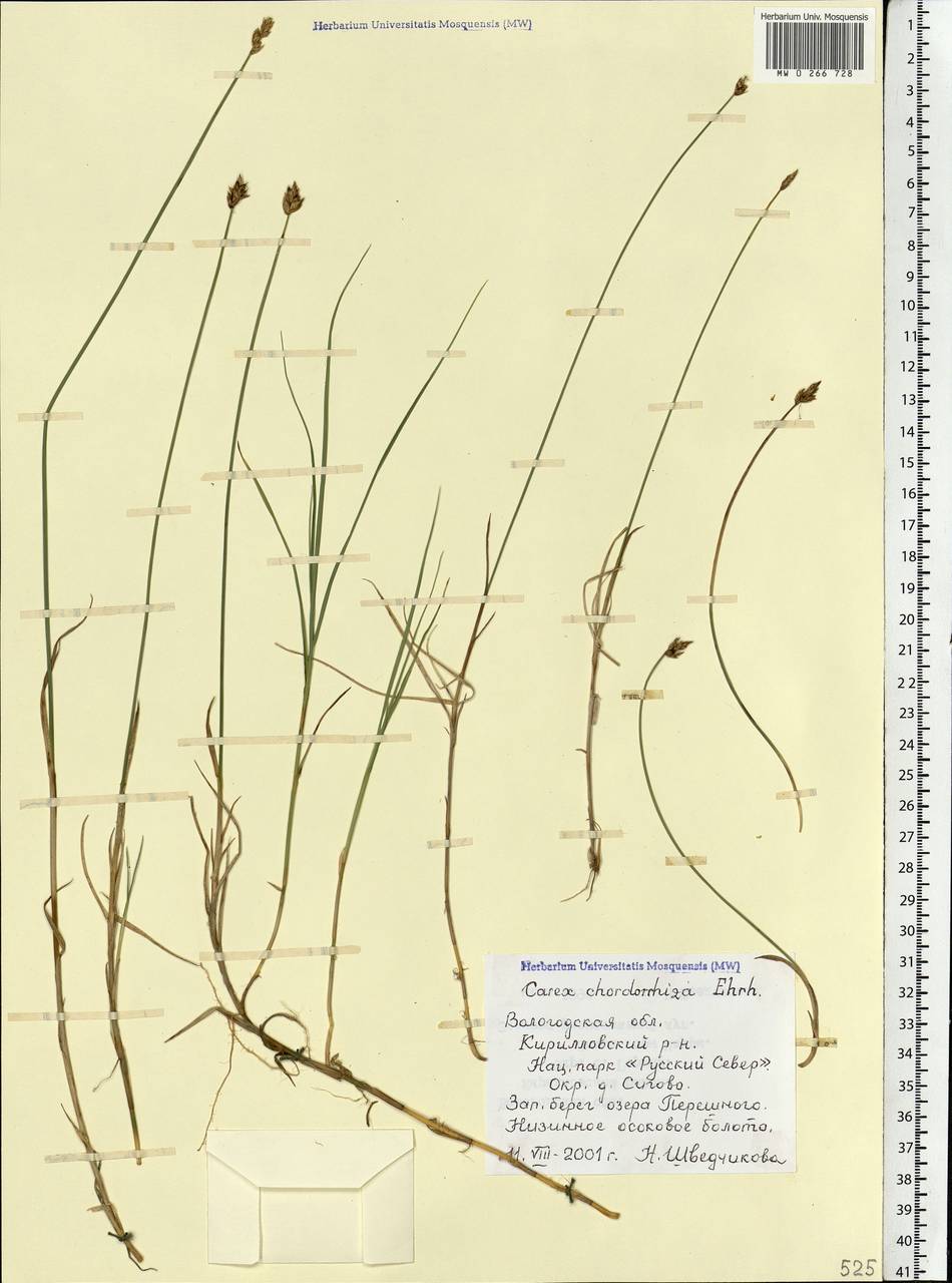 Осока плетевидная, Осока струнокорневая L.f., Восточная Европа, Северный район (E1) (Россия)