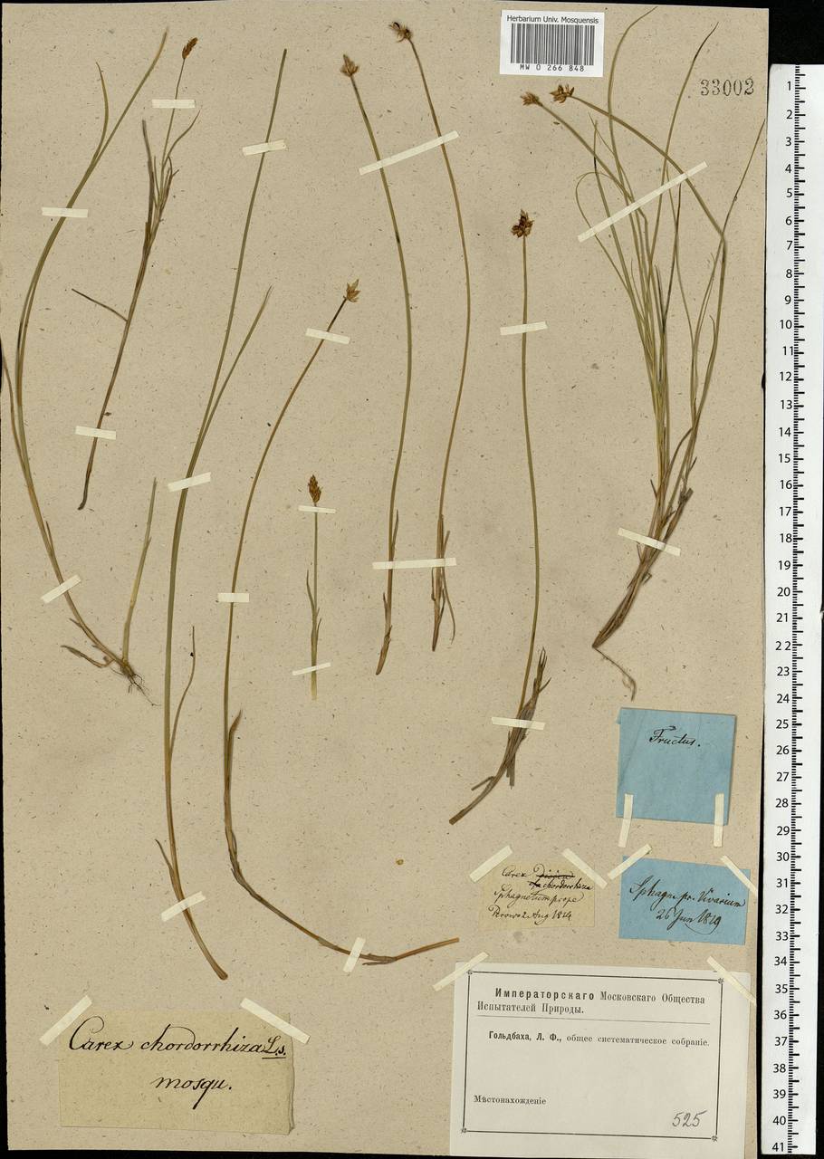 Осока плетевидная, Осока струнокорневая L.f., Восточная Европа, Московская область и Москва (E4a) (Россия)