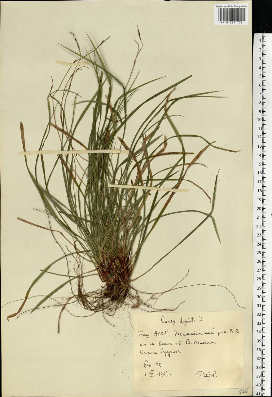 Carex digitata l. - Осока пальчатая