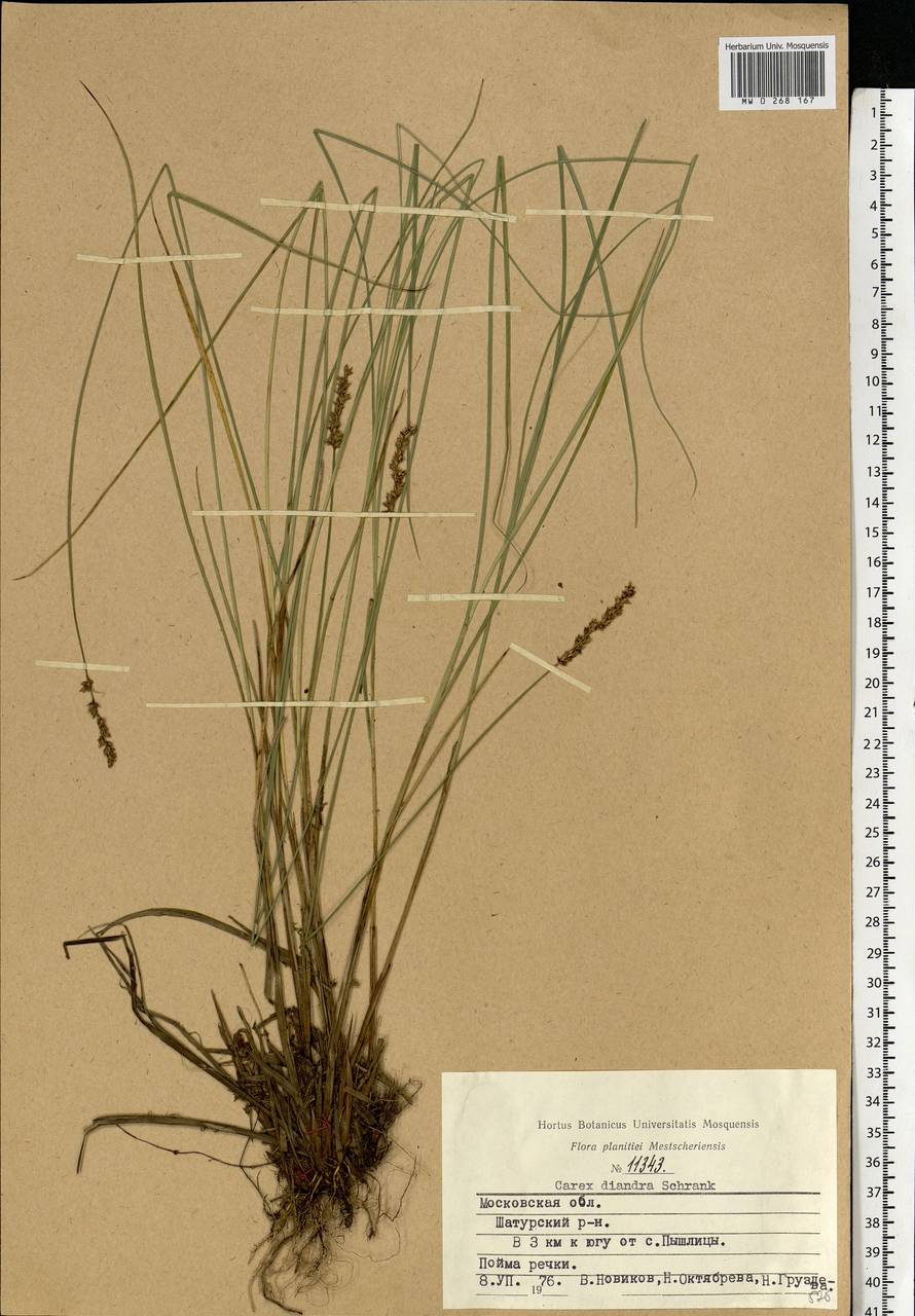 Осока двутычинковая Schrank, Восточная Европа, Московская область и Москва (E4a) (Россия)