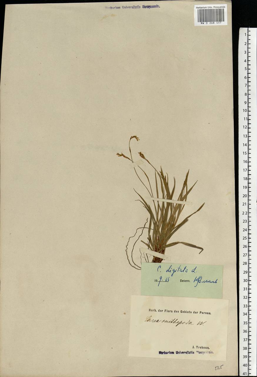 Осока пальчатая L., Восточная Европа, Эстония (E2c) (Эстония)