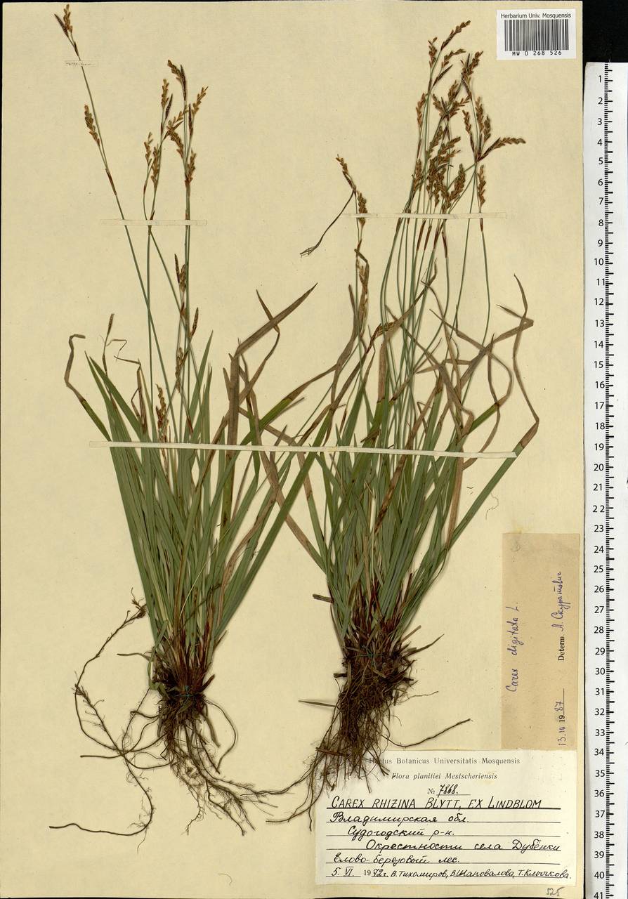 Осока Дэвелла (Carex davalliana)