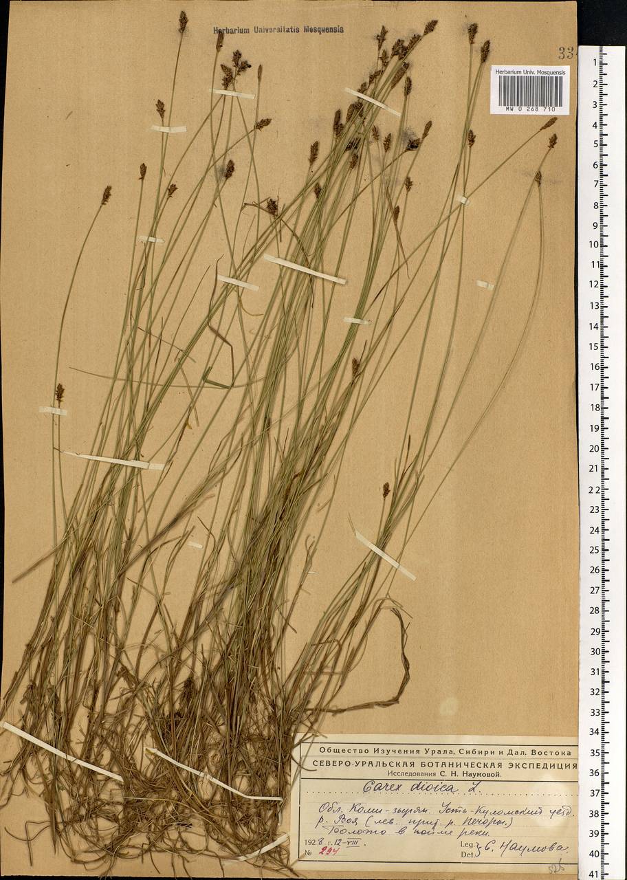 Осока двудомная L., Восточная Европа, Северный район (E1) (Россия)