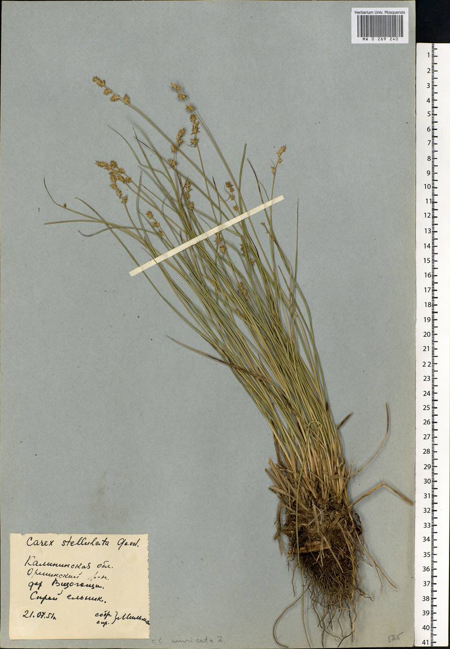 Осока ежисто-колючая Murray, Восточная Европа, Северо-Западный район (E2) (Россия)