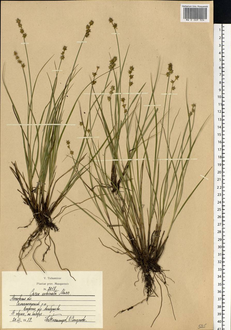 Осока ежисто-колючая Murray, Восточная Европа, Московская область и Москва (E4a) (Россия)