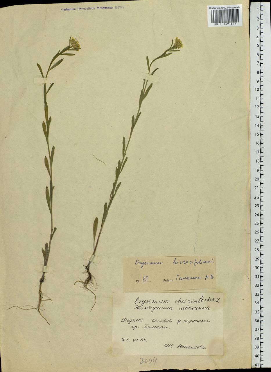 Желтушник ястребинколистный L., Восточная Европа, Восточный район (E10) (Россия)