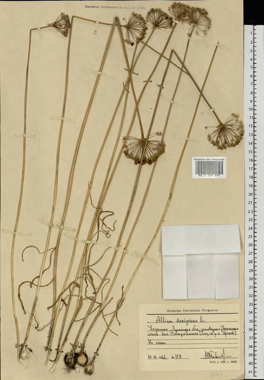 Лук обманчивый Fisch. ex Schult. & Schult.f., Восточная Европа, Северо-Украинский район (E11) (Украина)