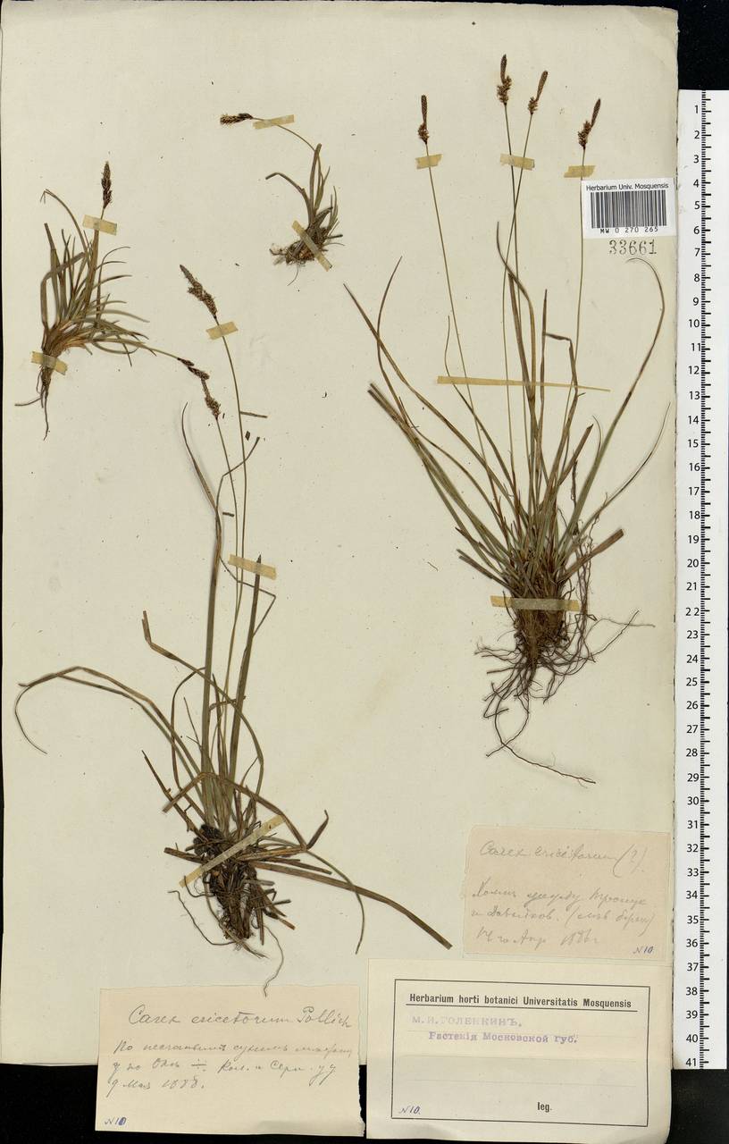 Осока верещатниковая Pollich, Восточная Европа, Московская область и Москва (E4a) (Россия)
