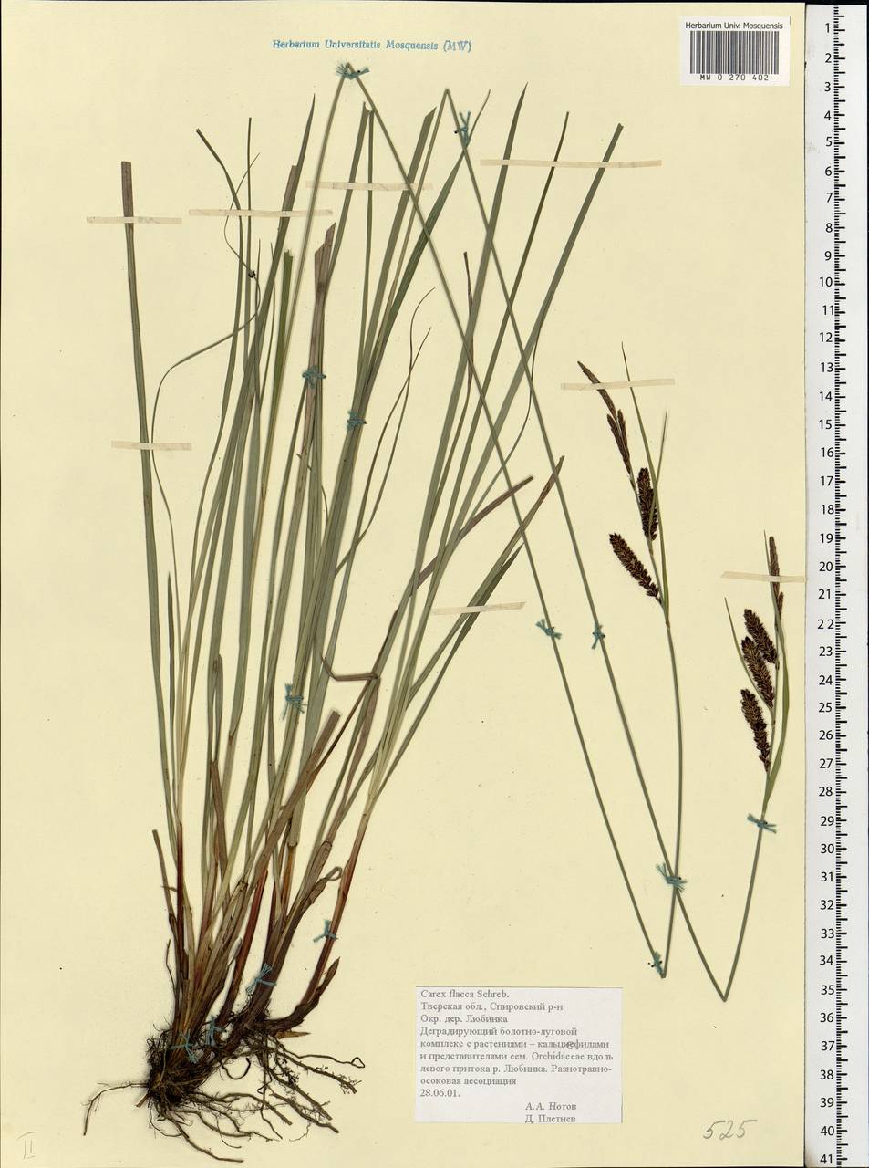 Осока повислая (Carex Flacca) повислая (4)