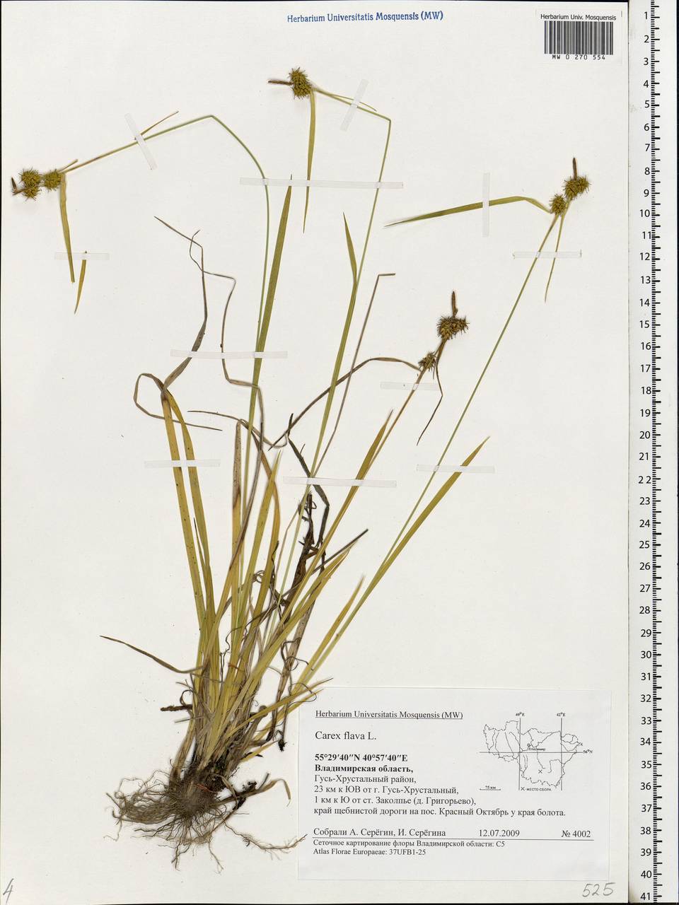 Осока желтая L., Восточная Европа, Центральный район (E4) (Россия)