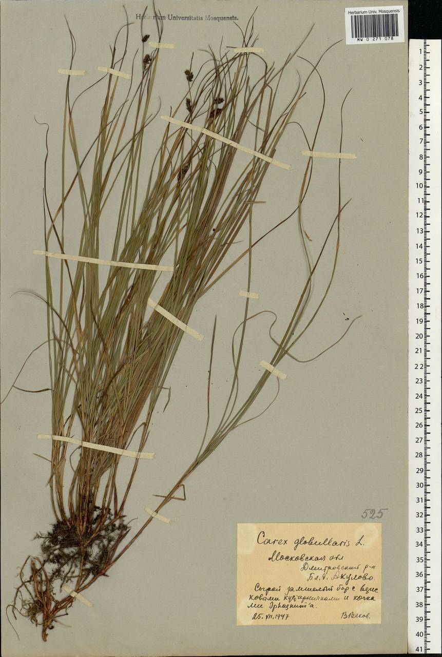 Осока шаровидная L., Восточная Европа, Московская область и Москва (E4a) (Россия)