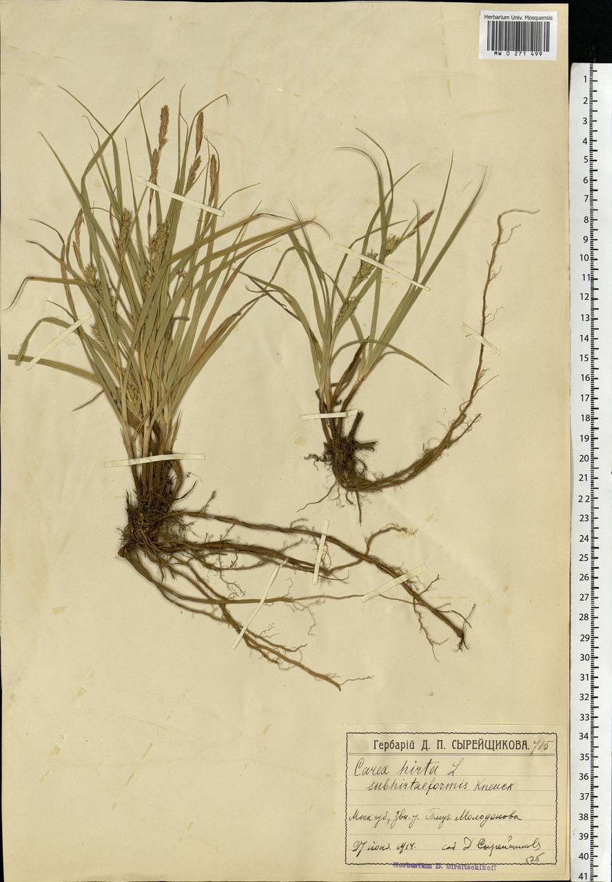 Осока мохнатая, Осока коротковолосистая L., Восточная Европа, Московская область и Москва (E4a) (Россия)