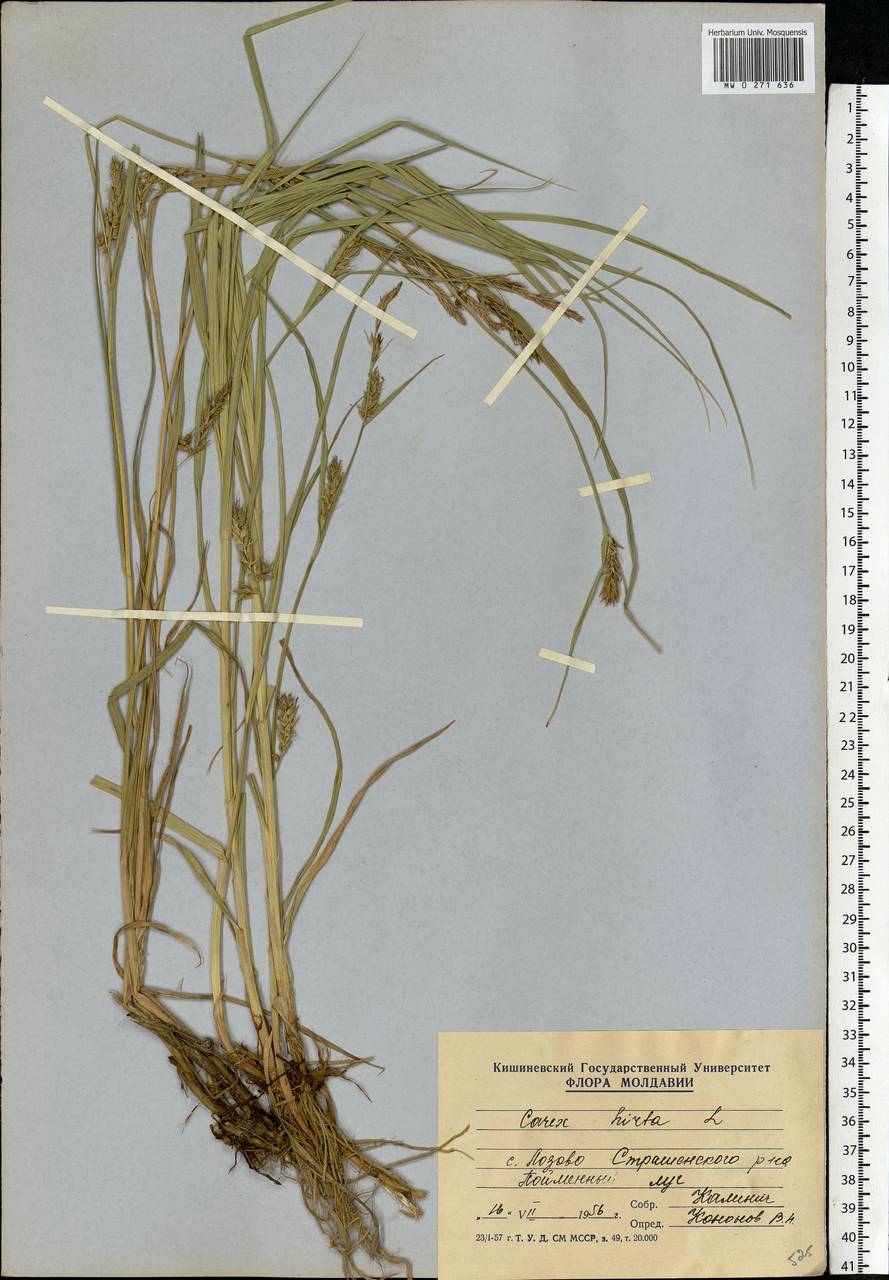 Осока мохнатая, Осока коротковолосистая L., Восточная Европа, Молдавия (E13a) (Молдавия)