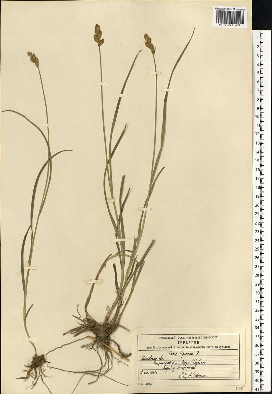 Осока заячья L., Восточная Европа, Московская область и Москва (E4a) (Россия)
