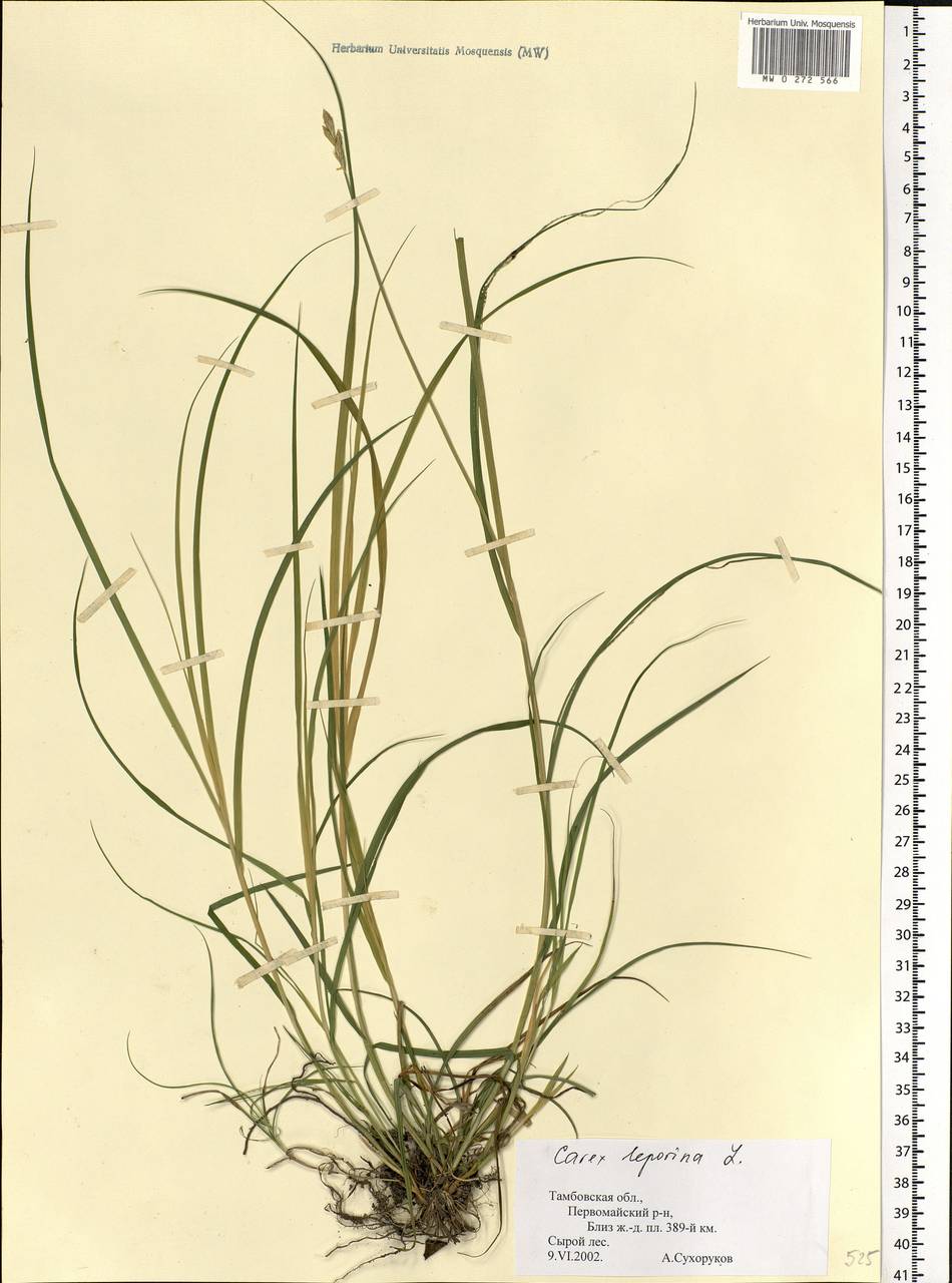 Carex leporina депозитарий