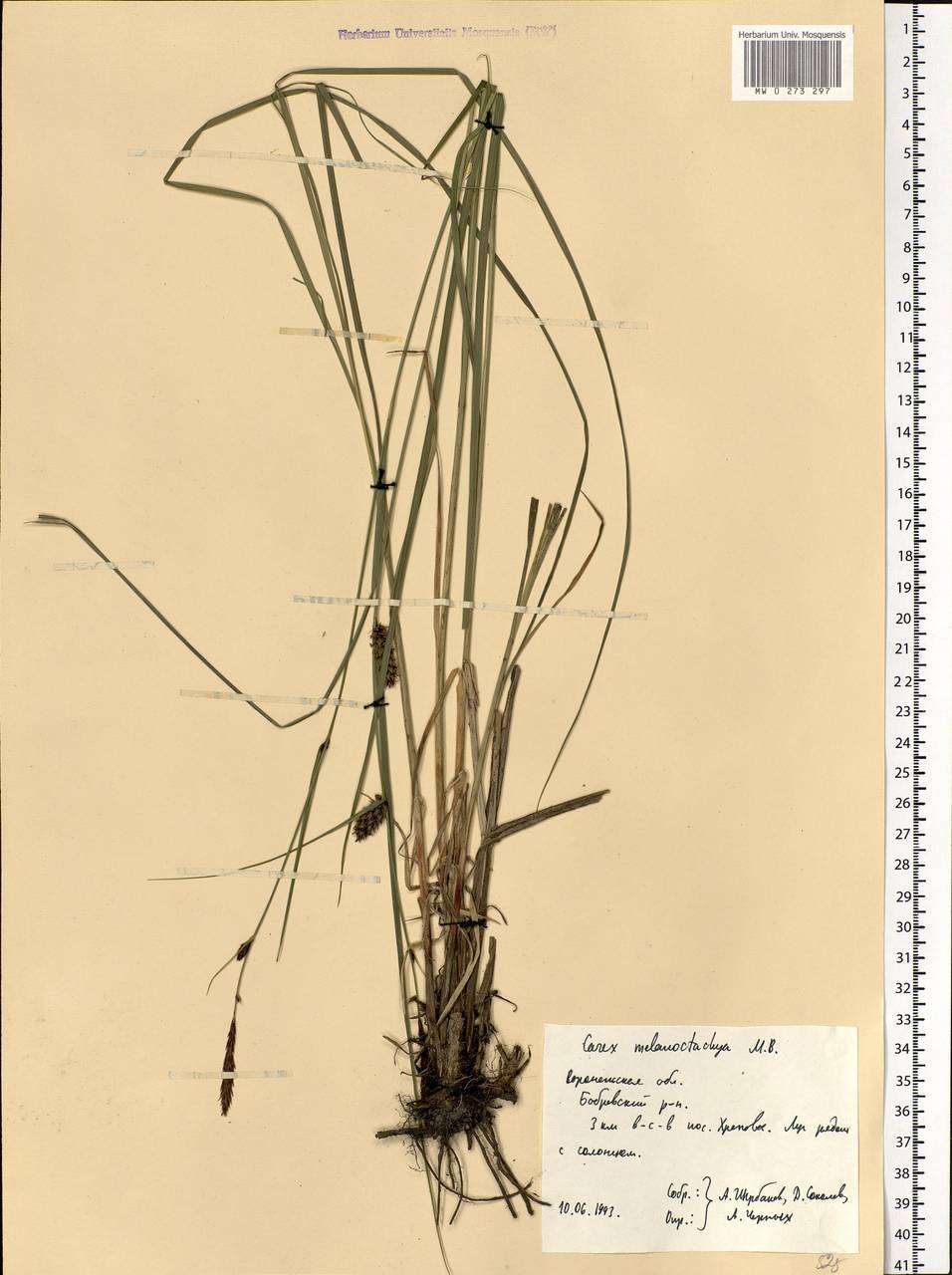 Осока черноколосая M.Bieb. ex Willd., Восточная Европа, Центральный лесостепной район (E6) (Россия)