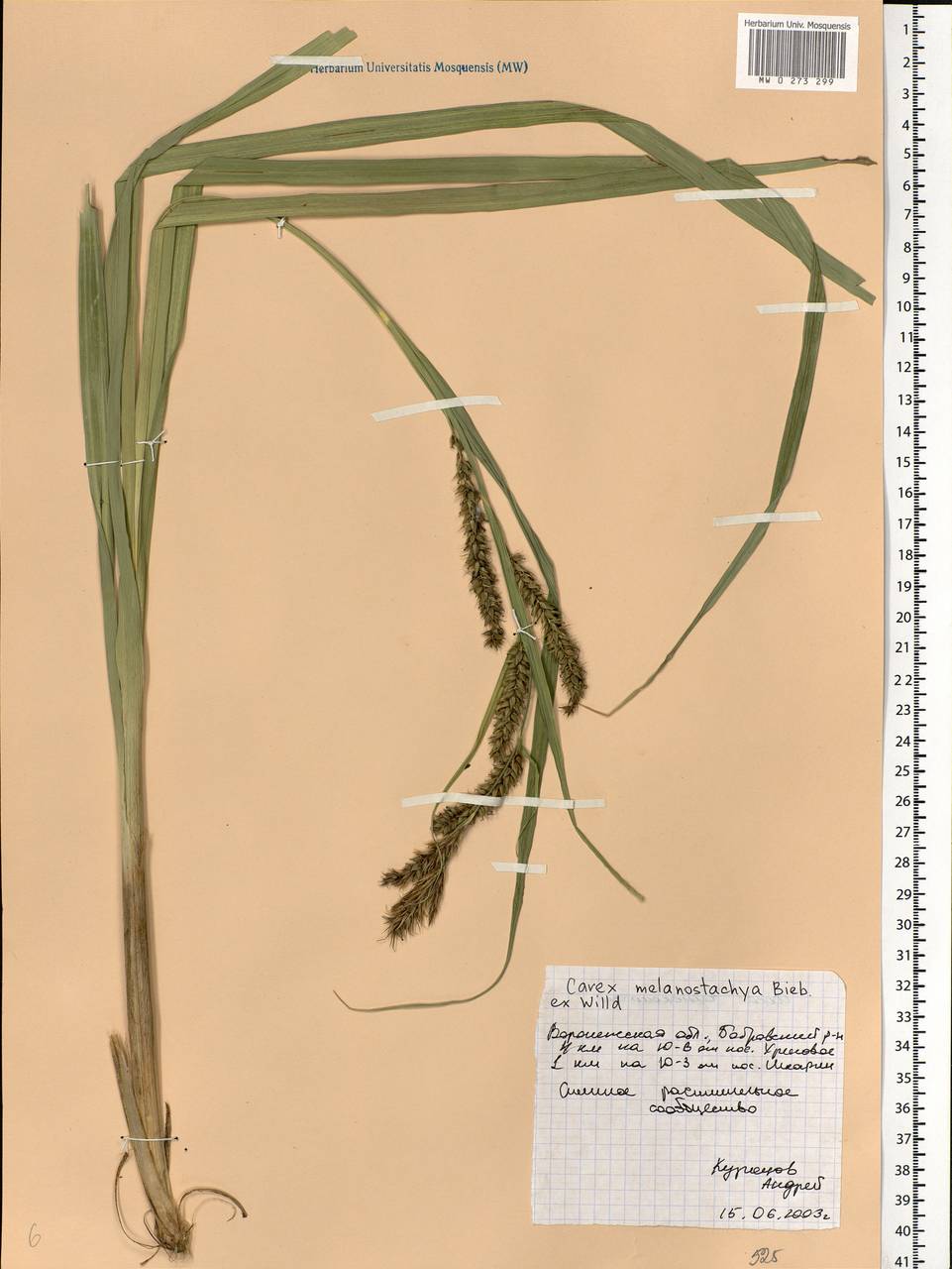 Осока черноколосая M.Bieb. ex Willd., Восточная Европа, Центральный лесостепной район (E6) (Россия)