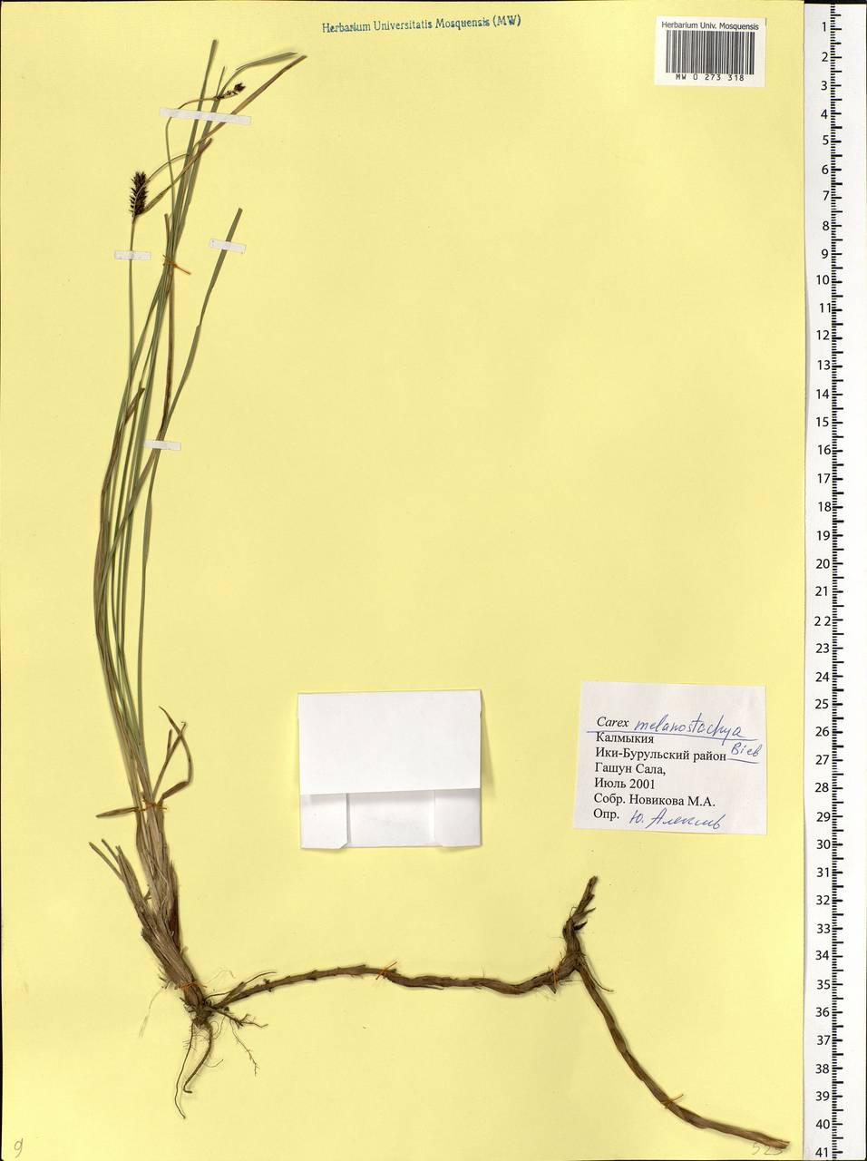 Осока черноколосая M.Bieb. ex Willd., Восточная Европа, Нижневолжский район (E9) (Россия)