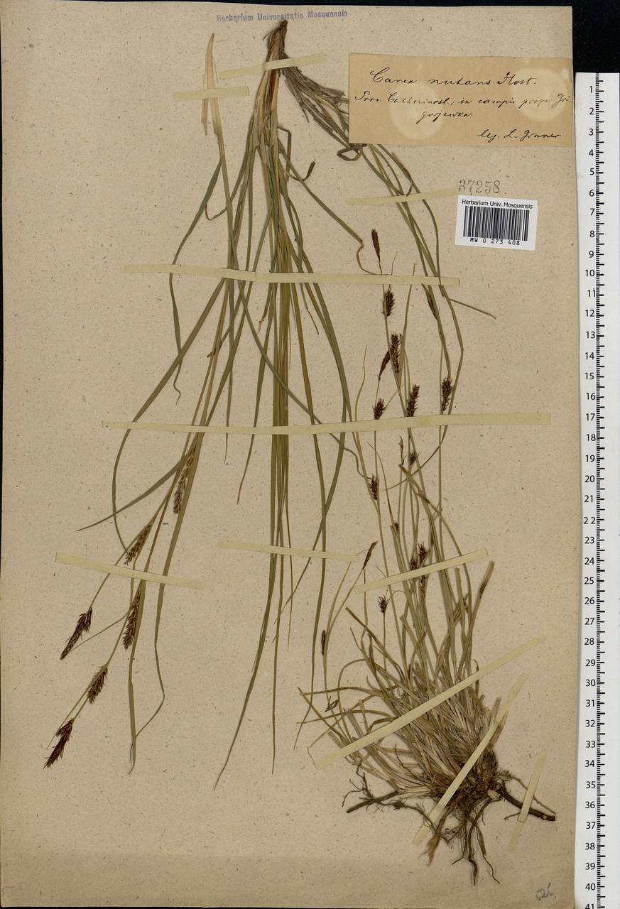 Осока черноколосая M.Bieb. ex Willd., Восточная Европа, Южно-Украинский район (E12) (Украина)